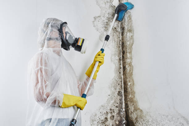 Best Certified Mold Removal  in Wilson, AR