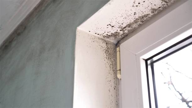 Certified Mold Removal in Wilson, AR