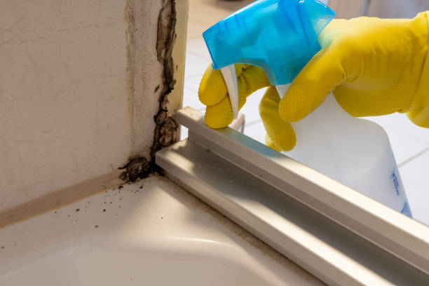 Best Home Mold Removal  in Wilson, AR