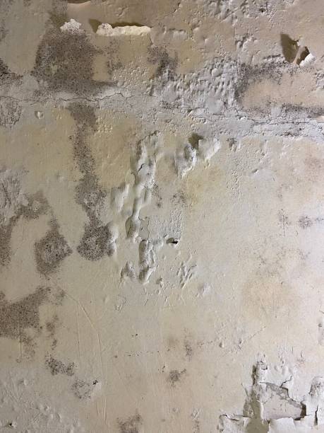 Wilson, AR Mold Removal Company