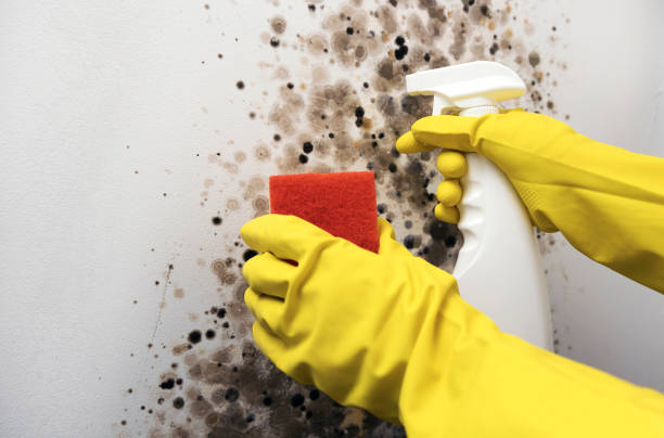 Best Crawl Space Mold Removal  in Wilson, AR