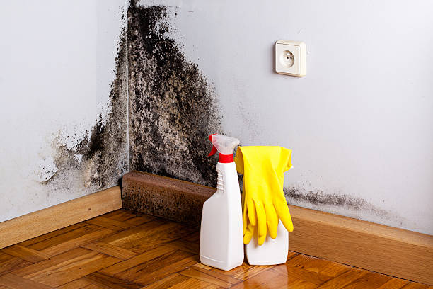 Best Attic Mold Removal  in Wilson, AR