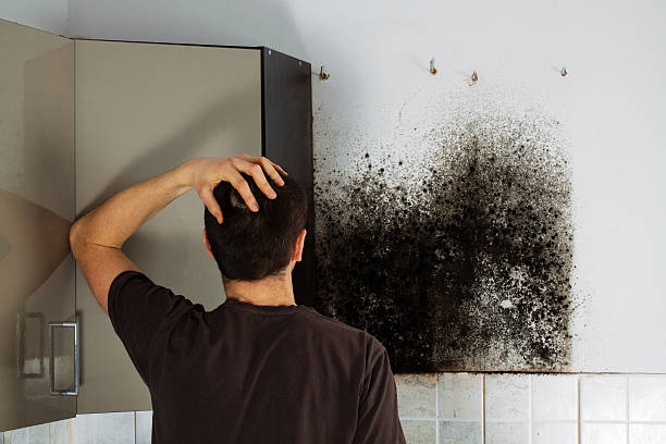 Best Mold Remediation  in Wilson, AR