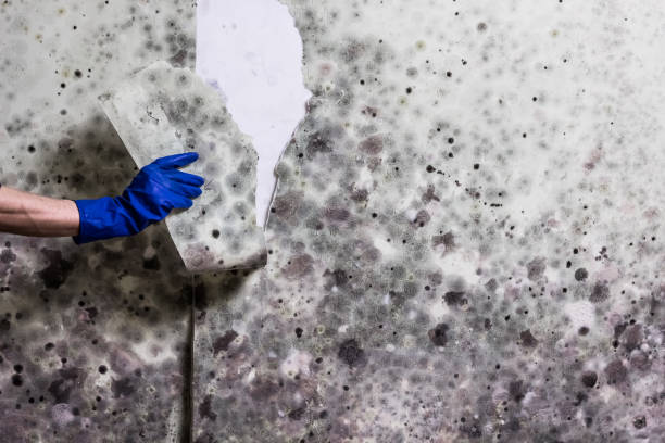 Best Same-Day Mold Removal  in Wilson, AR