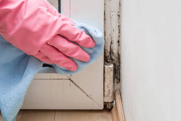 Home Mold Removal in Wilson, AR