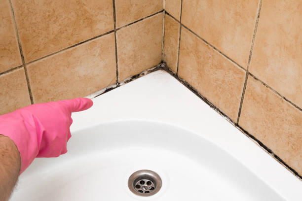 Best Toxic Mold Removal  in Wilson, AR